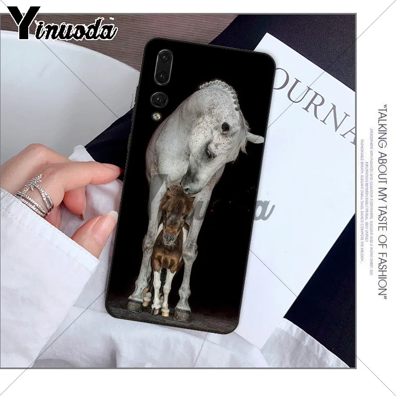 andalusian horse