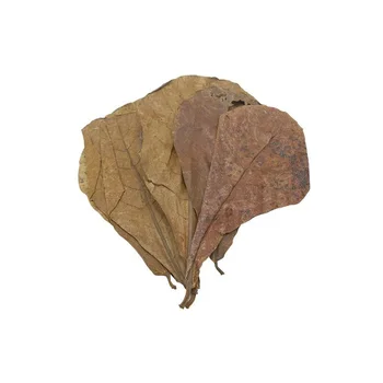 SunGrow Betta Leaves by Replicate natural habitat for betta&improve immunity prevents harmful bacterial growth Comfortable Rest
SunGrow Betta Leaves by Replicate natural habitat for betta&improve immunity prevents harmful bacterial growth Comfortable Rest