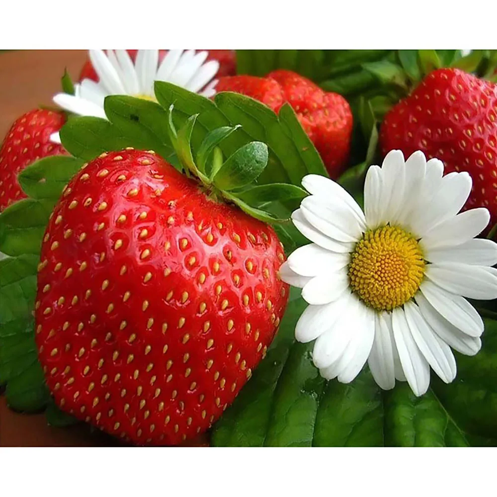 DIY Diamond Embroidery Strawberry Full Square/round Diamond Painting Cross Stitch Kit Mosaic Home Decor
DIY Diamond Embroidery Strawberry Full Square/round Diamond Painting Cross Stitch Kit Mosaic Home Decor