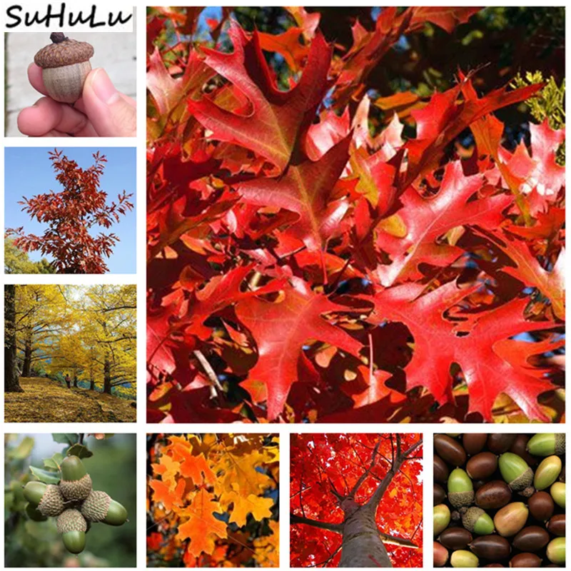 Bonsai Hot Selling 10 Pcs/Pack Japanese Red Oak Tree Quercus Alba Acorns For Diy Home Garden Perennial Grove Fast Growing
Bonsai Hot Selling 10 Pcs/Pack Japanese Red Oak Tree Quercus Alba Acorns For Diy Home Garden Perennial Grove Fast Growing