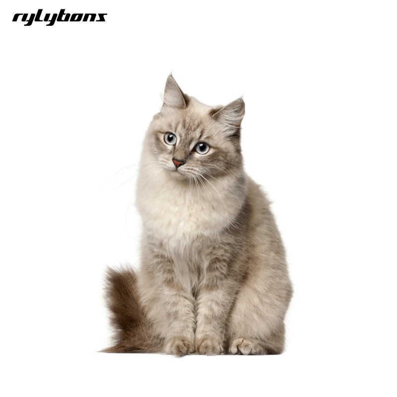 rylybons multicolor Car Styling 27.5x22.5cm Daze Cute Cat Cartoon Car Sticker Vinyl Cute Body Car Stickers and Decals for ford
rylybons multicolor Car Styling 27.5x22.5cm Daze Cute Cat Cartoon Car Sticker Vinyl Cute Body Car Stickers and Decals for ford