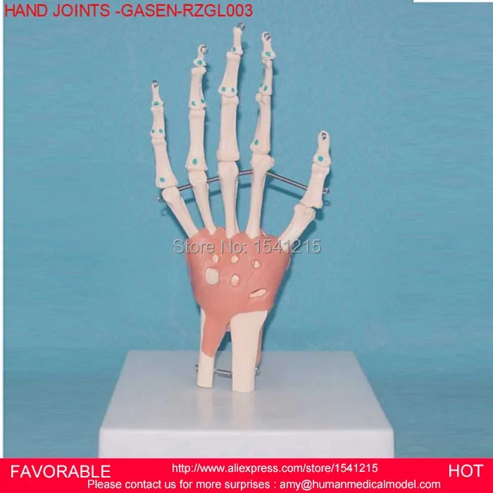 HUMAN HAND JOINT MODEL ,HAND JOINT SKELETON MODEL HUMAN SKELETON MODEL VOLA PALM SKELETON MODEL,HAND JOINTS -GASEN-RZGL003
HUMAN HAND JOINT MODEL ,HAND JOINT SKELETON MODEL HUMAN SKELETON MODEL VOLA PALM SKELETON MODEL,HAND JOINTS -GASEN-RZGL003