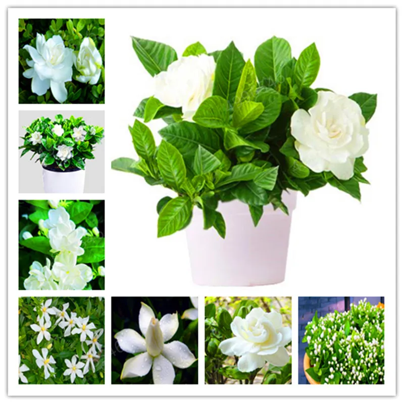 Hot Sale!300 Pcs Gardenia plant (Cape Jasmine )-DIY Home Garden Potted Bonsai, amazing smell & beautiful flowers for room
Hot Sale!300 Pcs Gardenia plant (Cape Jasmine )-DIY Home Garden Potted Bonsai, amazing smell & beautiful flowers for room