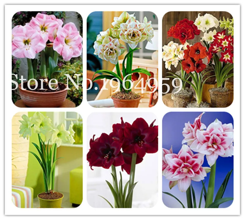 Hot Sale! 100 Pcs Mixed Amaryllis Bonsai, Not Bulbs, Balcony Garden Lily Plant Bonsai Flower Pots For Home Indoor Plant Flowers
Hot Sale! 100 Pcs Mixed Amaryllis Bonsai, Not Bulbs, Balcony Garden Lily Plant Bonsai Flower Pots For Home Indoor Plant Flowers