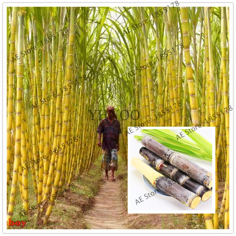 100 Pcs Sweet Natural Sugar Cane Plant Bonsai Saccharum Officinarum Plant Garden Rare Fruit Plantas,Home Fruits
100 Pcs Sweet Natural Sugar Cane Plant Bonsai Saccharum Officinarum Plant Garden Rare Fruit Plantas,Home Fruits