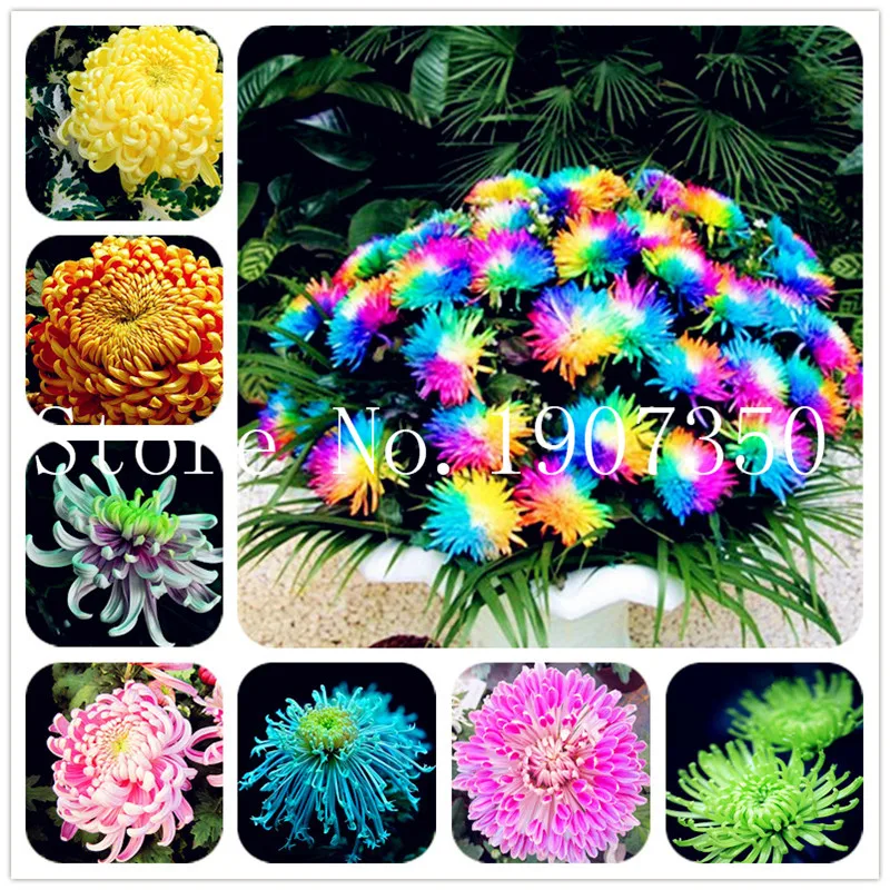 Sale! 100 Pcs Novel Rainbow Chrysanthemum Flower, chrysanthemum perennial bonsai flower daisy potted plant for home garden
Sale! 100 Pcs Novel Rainbow Chrysanthemum Flower, chrysanthemum perennial bonsai flower daisy potted plant for home garden