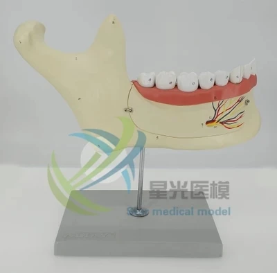 Человеческая мандибулярная анатомическая модель maxillary Nerf oral анатомическая Учебная модель бесплатная доставка
Человеческая мандибулярная анатомическая модель maxillary Nerf oral анатомическая Учебная модель бесплатная доставка