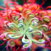 -10-Pcs-bag-Rare-Grevillea-Flower-Native-Australian-Red-Garden-Home-Bonsai-Flower-Seeds-Exotic.jpg_200x200