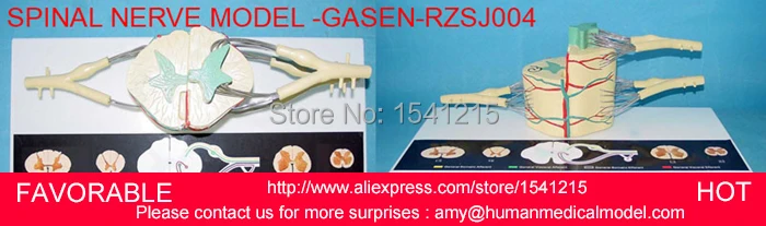 LUMBAR MODEL SPINAL NERVE MODEL CAUDAL EQUINA NERVE LUMBAR SPINE DISC MODEL SPINE CHIROPRACTIC SKELETON MODEL-GASEN-RZSJ004
LUMBAR MODEL SPINAL NERVE MODEL CAUDAL EQUINA NERVE LUMBAR SPINE DISC MODEL SPINE CHIROPRACTIC SKELETON MODEL-GASEN-RZSJ004