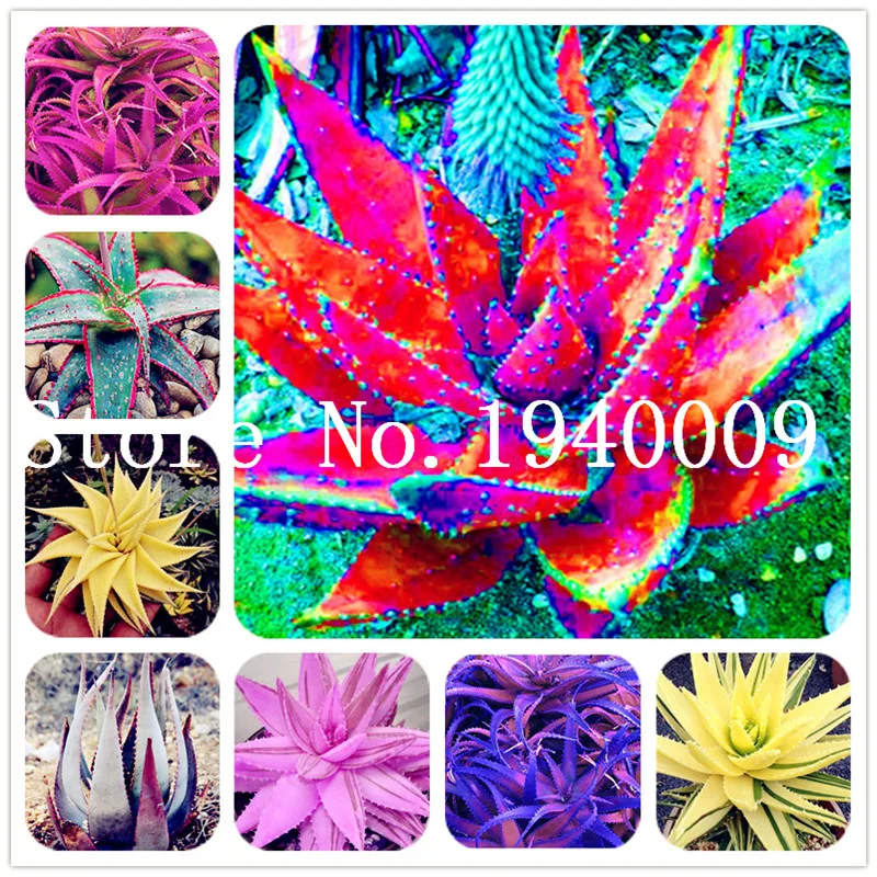 Hot Sale! 100 Pcs Rare Color Aloe plant Bonsai Succulent Cactus Plant Rare Herbs Potted Plants Mini Garden and Balcony Plants
Hot Sale! 100 Pcs Rare Color Aloe plant Bonsai Succulent Cactus Plant Rare Herbs Potted Plants Mini Garden and Balcony Plants