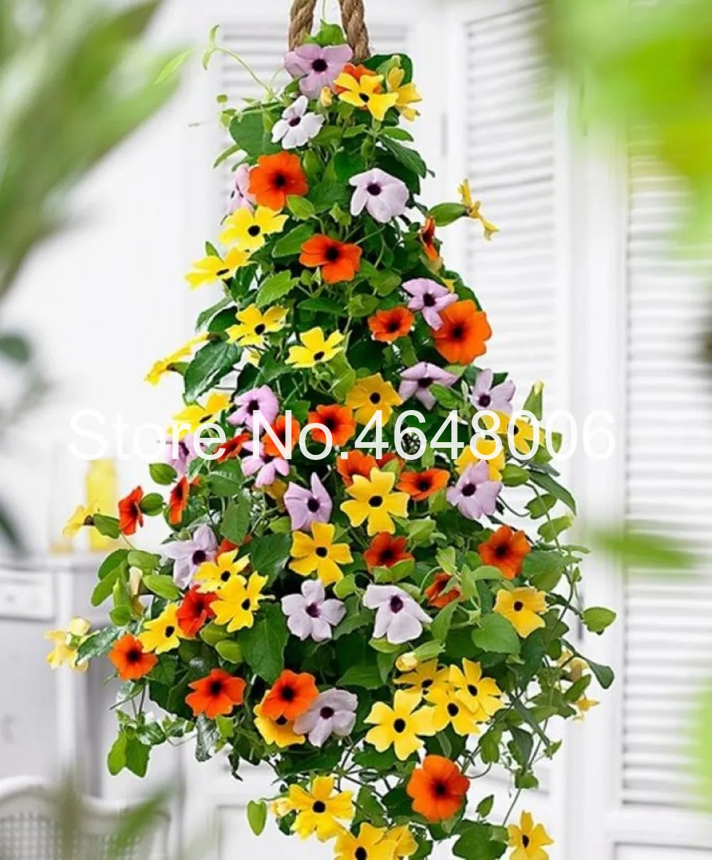 100 Pcs Climbing Flowers Black-Eyed Susan Bonsai Thunbergia Alata Flower Bonsai Black Eyed Susan Vine Gorgeous Sunrise Plant
100 Pcs Climbing Flowers Black-Eyed Susan Bonsai Thunbergia Alata Flower Bonsai Black Eyed Susan Vine Gorgeous Sunrise Plant