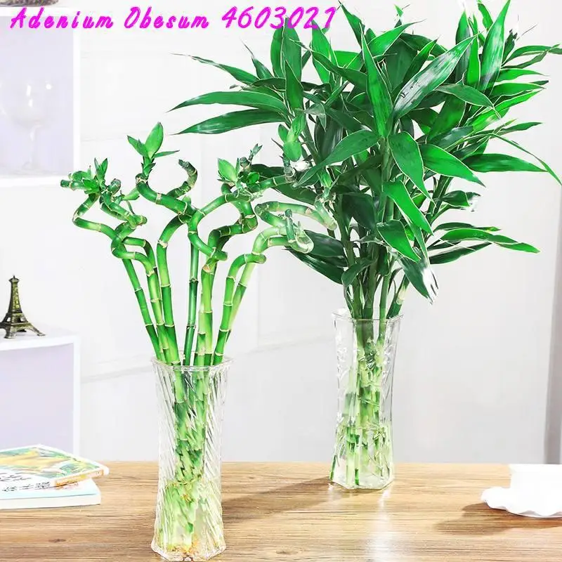 big sale! 30pcs of lucky bamboo plants bonsai good luck plants vitality tenacious balcony living room home garden bonsai
big sale! 30pcs of lucky bamboo plants bonsai good luck plants vitality tenacious balcony living room home garden bonsai