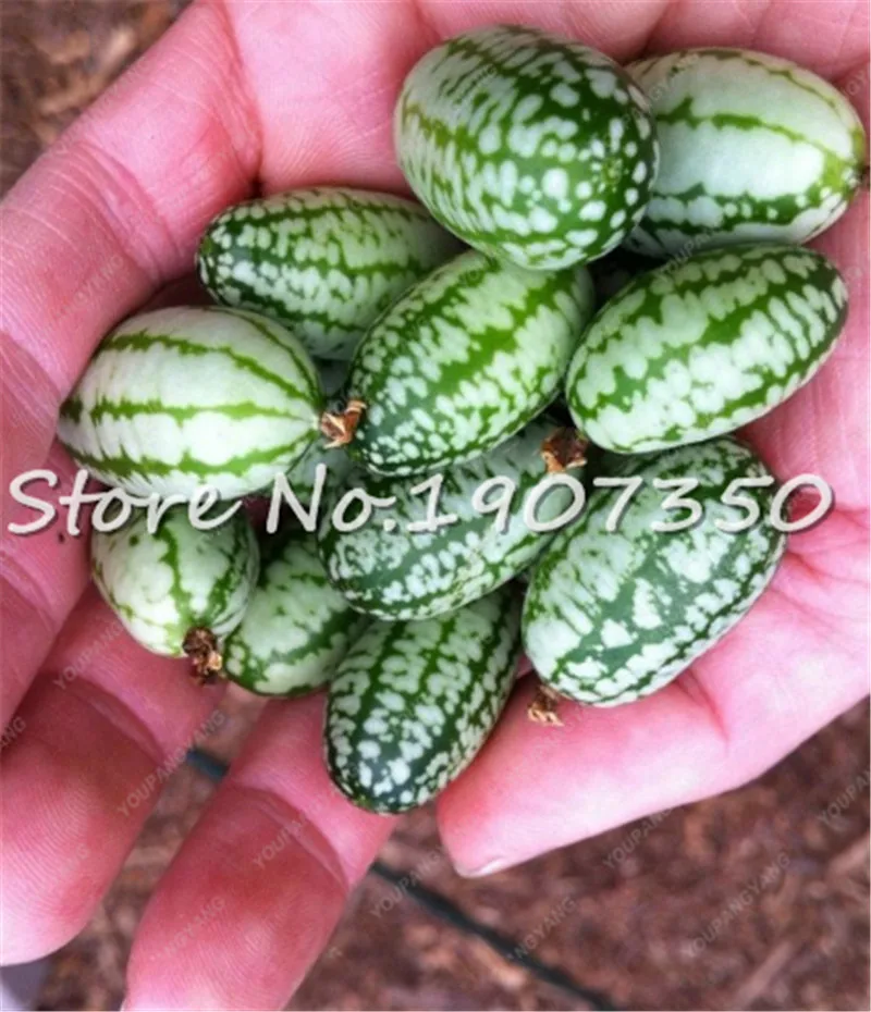 Best-selling! 50 Pcs Mini Melon King Red Meat Watermelon Delicious Fresh Cool Summer Home Garden Bonsai Plants suculentas planta
Best-selling! 50 Pcs Mini Melon King Red Meat Watermelon Delicious Fresh Cool Summer Home Garden Bonsai Plants suculentas planta