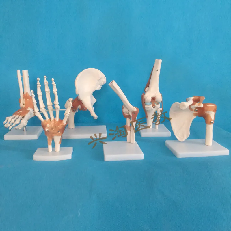 

Human adults skeleton model six joint model shoulder elbow hip foot hand knee joint model teaching medical