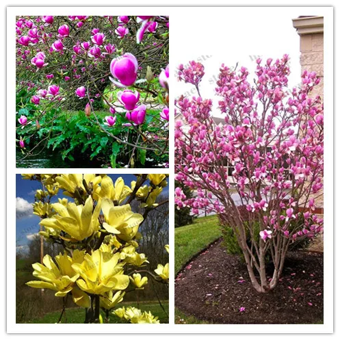 30pcs/Magnolia bonsai,rare potted flower tree flores,home and garden decoration plant,easy to grow.
30pcs/Magnolia bonsai,rare potted flower tree flores,home and garden decoration plant,easy to grow.