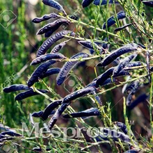 20seed Bag Four Seasons Black Bean Seeds Precocious Courtyard Planting Season Is Very Easy To 20seed Bag Four Seasons Black Bean Seeds Precocious Courtyard Planting Season Is Very Easy To