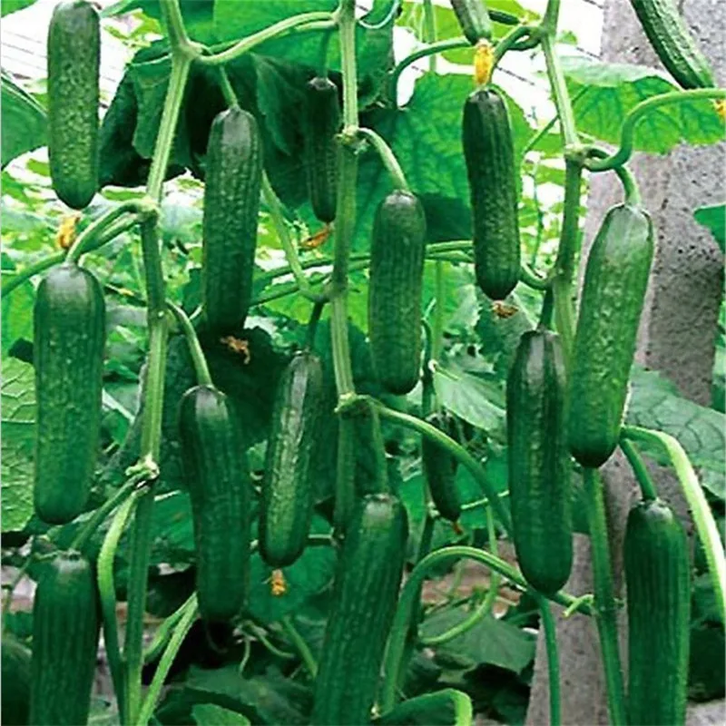 200pcs/bag Organic cucumber mini cuke fruit vegetables Cucumis easy to grow Nutritious food home garden Bonsai Plant
200pcs/bag Organic cucumber mini cuke fruit vegetables Cucumis easy to grow Nutritious food home garden Bonsai Plant