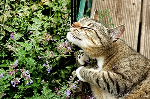 200 Pcs Catnip Catmint Herb Non-GMO Fragrant Rare Bonsai Plantas Naturales Sale Items Hot sales Mint Cat Grass
200 Pcs Catnip Catmint Herb Non-GMO Fragrant Rare Bonsai Plantas Naturales Sale Items Hot sales Mint Cat Grass