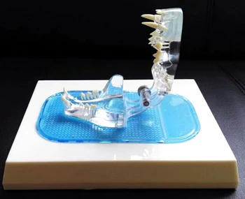 Transparent Cat Tooth demonstration model Animal Skeleton Pet Tooth Veterinary Teaching model
Transparent Cat Tooth demonstration model Animal Skeleton Pet Tooth Veterinary Teaching model