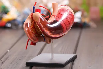 4D Stomach Anatomical Model Gastric Anatomy Model Human Digestive System Medical Organ Structure Skeleton Anatomical Model
4D Stomach Anatomical Model Gastric Anatomy Model Human Digestive System Medical Organ Structure Skeleton Anatomical Model