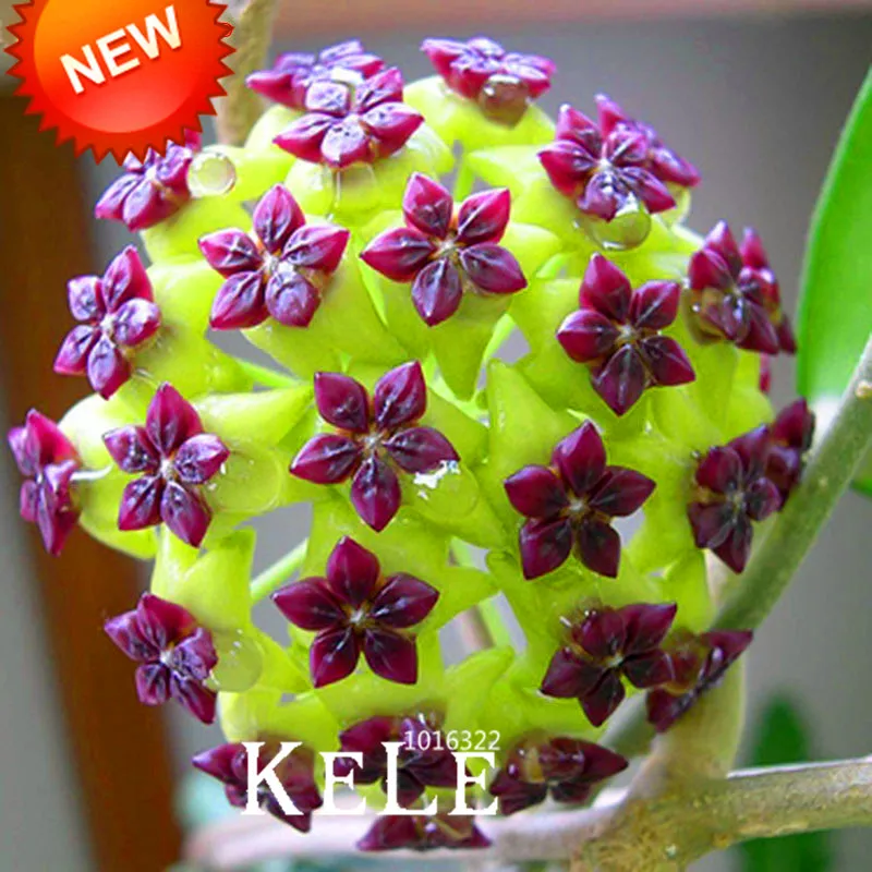 Loss Promotion!Hoya flores,Potted Flowers Bonsai plants Hoya plantas, Orchid plante DIY Home Garden 100 Particles/lot,#J9KRQH
Loss Promotion!Hoya flores,Potted Flowers Bonsai plants Hoya plantas, Orchid plante DIY Home Garden 100 Particles/lot,#J9KRQH