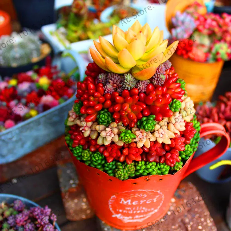 New Fresh 200Pcs/pack Mix Succulent Plants For Home & Garden Flower Pots Planters Garden Decoration Bonsai Flower Plantas,#
New Fresh 200Pcs/pack Mix Succulent Plants For Home & Garden Flower Pots Planters Garden Decoration Bonsai Flower Plantas,#