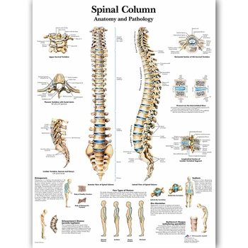 WANGART Spinal Column Char Poster Map Canvas Painting Wall Pictures for Medical Education Doctors Office Classroom Home Decor
WANGART Spinal Column Char Poster Map Canvas Painting Wall Pictures for Medical Education Doctors Office Classroom Home Decor