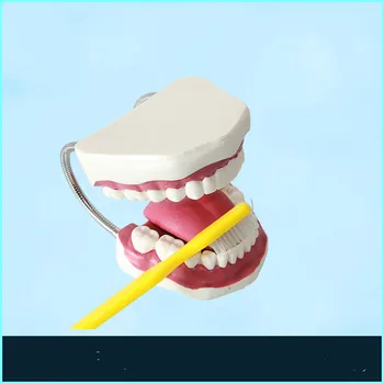 6 Times Human Teeth Model Mouth Dental Care Model Tooth Model with Toothbrush Teaching Resources Teaching Tool Medical Science
6 Times Human Teeth Model Mouth Dental Care Model Tooth Model with Toothbrush Teaching Resources Teaching Tool Medical Science