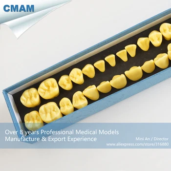 DH/13096, Permanent Teeth Model, Anatomically Teeth, 4times Bigger, Educational Teaching Anatomical Models
DH/13096, Permanent Teeth Model, Anatomically Teeth, 4times Bigger, Educational Teaching Anatomical Models