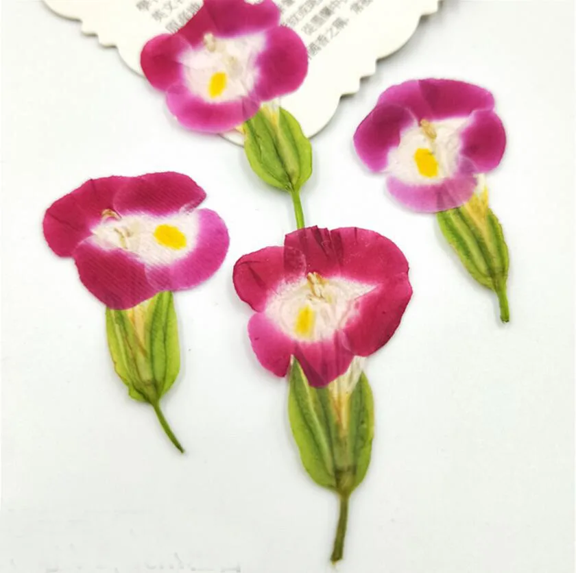 120pcs Pressed Dried Torenia fournieri Linden. ex Fourn. Flower Plant Herbarium For Jewelry Postcard Invitation Card Bookmark
120pcs Pressed Dried Torenia fournieri Linden. ex Fourn. Flower Plant Herbarium For Jewelry Postcard Invitation Card Bookmark