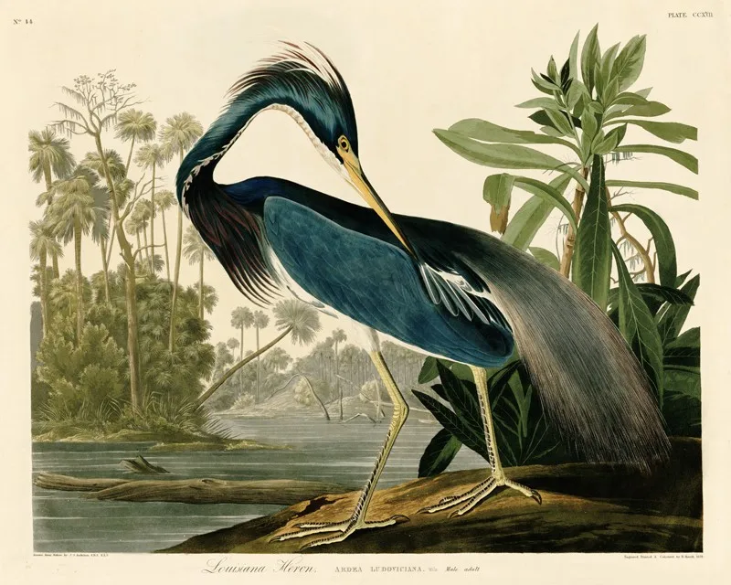 AD-217a _Louisiana_HeronV4050