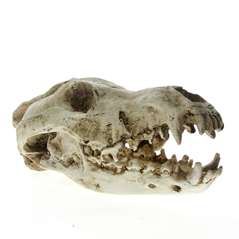 Wolf Skull Taxidermy Animal Head Large Predator Dire Resin Skull Head Model Figurine Collection Bar Tabletop Decor Antique Look
Wolf Skull Taxidermy Animal Head Large Predator Dire Resin Skull Head Model Figurine Collection Bar Tabletop Decor Antique Look