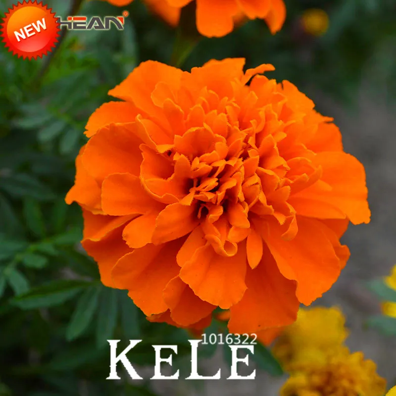 Hot Sale!Orange Maidenhair Flower Plants Potted Herb Garden Marigold Chrysanthemum Bonsai Plantas 50 Pcs/lot,#LQK5JP
Hot Sale!Orange Maidenhair Flower Plants Potted Herb Garden Marigold Chrysanthemum Bonsai Plantas 50 Pcs/lot,#LQK5JP