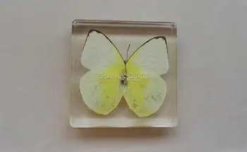 Real orange Butterfly Specimens In Clear Lucite Block Educational Instrument Paperweight Professionally Displayed and Mounted
Real orange Butterfly Specimens In Clear Lucite Block Educational Instrument Paperweight Professionally Displayed and Mounted