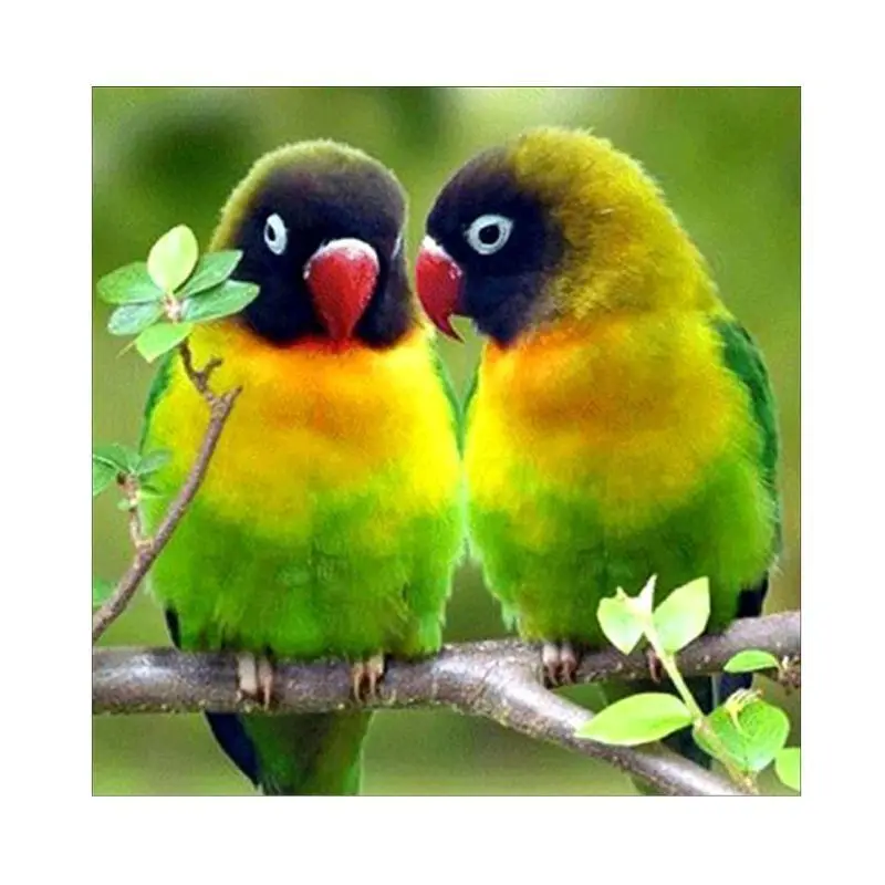 Branch Sweet Green Parrot Bird DIY 5D Round Diamond Painting Embroidery Cross Stitch Kits Home Decor Art Craft Animal 25x25cm
Branch Sweet Green Parrot Bird DIY 5D Round Diamond Painting Embroidery Cross Stitch Kits Home Decor Art Craft Animal 25x25cm
