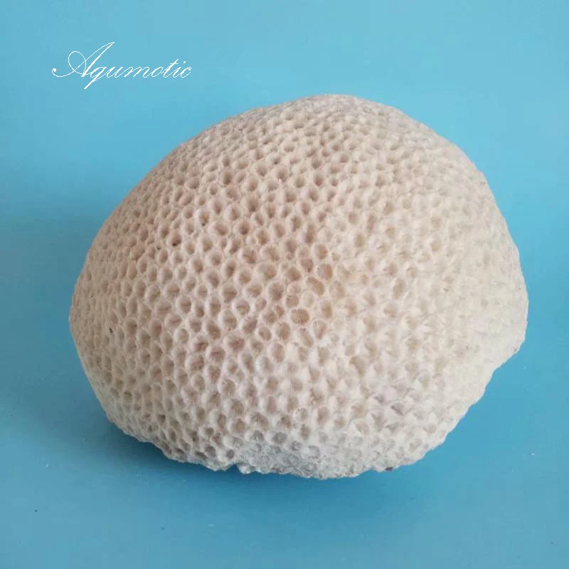 Aqumotic Large Sea Brain Coral White Decor Flower 1pc Natural Aquarium Decoration Shell Open Brain Corals Trachyphyllia Geofroyi 
Aqumotic Large Sea Brain Coral White Decor Flower 1pc Natural Aquarium Decoration Shell Open Brain Corals Trachyphyllia Geofroyi