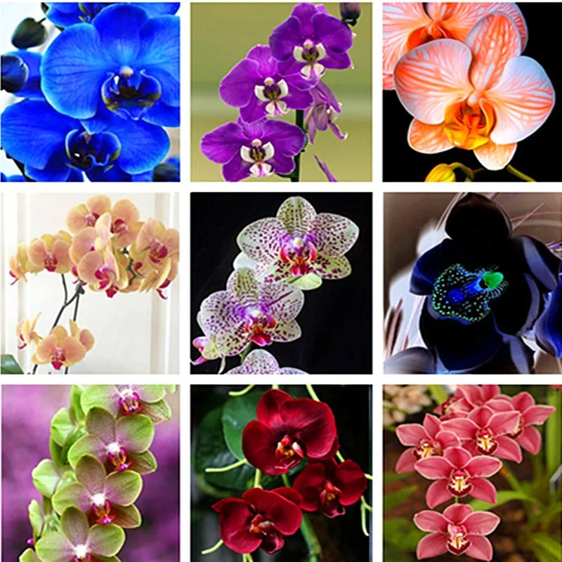 100Pcs Phalaenopsis Orchid bonsai Butterfly Orchid Potted plant orchid flower Indoor Flowers Bonsai Potted Home Garden Plants
100Pcs Phalaenopsis Orchid bonsai Butterfly Orchid Potted plant orchid flower Indoor Flowers Bonsai Potted Home Garden Plants