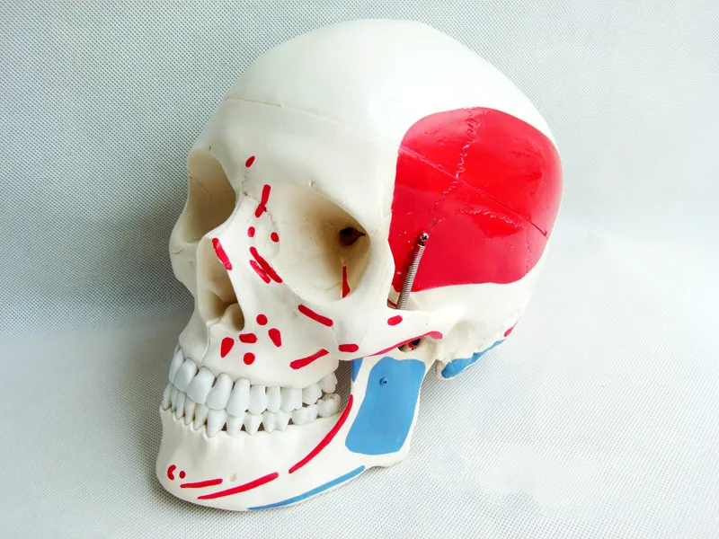 

life size anatomy medical skull bone natural skull 1:1 muscle coloring human anatomical skull model