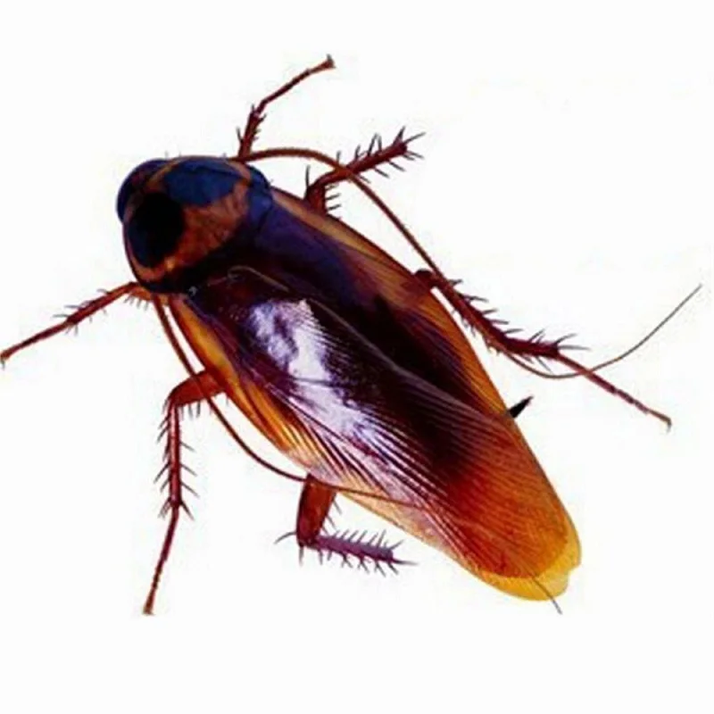 10Pcs Fake Cockroaches