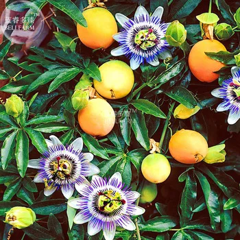 BELLFARM Passiflora Caerulea Passion Fruit Flowers Seeds, 30 seeds, tasty yellow fruits purple white flowes climbing perennial