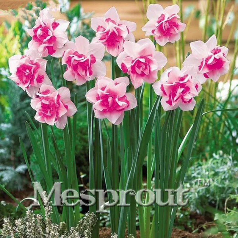 Bonsai of Double Petals Pink Daffodils Bonsai for Home Garden Aquatic Plants Free Shipping 100pcs/Pack
Bonsai of Double Petals Pink Daffodils Bonsai for Home Garden Aquatic Plants Free Shipping 100pcs/Pack