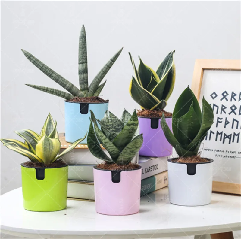 100 Pcs Mini Sansevieria Bonsai Potted Balcony Indoor Flowers Succulent Plants Cactus Garden Diy Plant Radiation Protection
100 Pcs Mini Sansevieria Bonsai Potted Balcony Indoor Flowers Succulent Plants Cactus Garden Diy Plant Radiation Protection