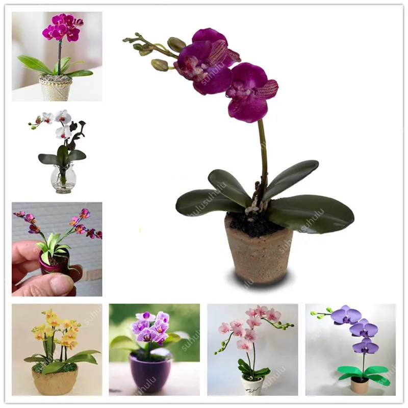 100 pcs/bag Rare Mix color butterfly mini orchid flower plant, a variety of styles of bonsai flower flores.DIY for Home & garden
100 pcs/bag Rare Mix color butterfly mini orchid flower plant, a variety of styles of bonsai flower flores.DIY for Home & garden