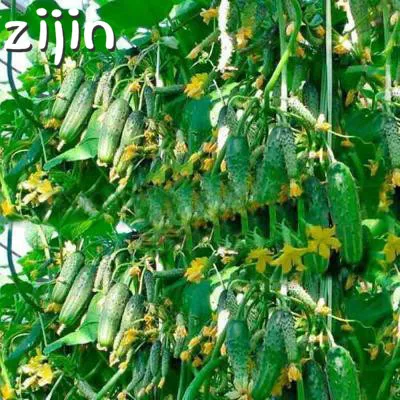100pcs/bag mini cucumber Bonsai Miniature cucumber Organic fruit vegetable Plantas miniature garden rare plants for home
100pcs/bag mini cucumber Bonsai Miniature cucumber Organic fruit vegetable Plantas miniature garden rare plants for home