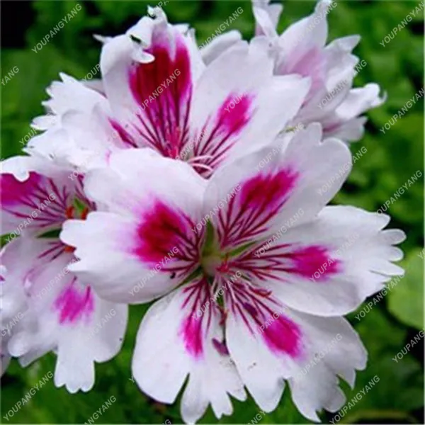 Geranium \\\\\\\'Richard Hodgson\\\\\\\' Pelargonium17