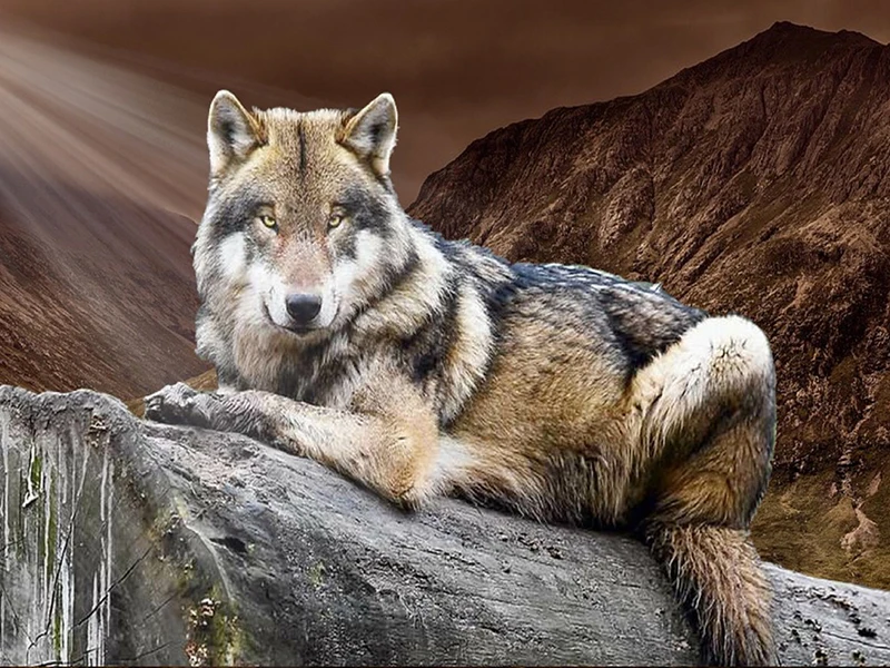 5d Diamond Embroidery Wolf Animals Crystal Cross Stitch Full Square Diamond Painting DIY Sticker Decor Paintings
5d Diamond Embroidery Wolf Animals Crystal Cross Stitch Full Square Diamond Painting DIY Sticker Decor Paintings