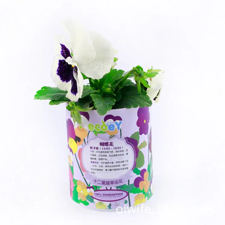 Hot spring Zodiac lucky flowers mini bonsai pot spring garden plant wholesale Creative
Hot spring Zodiac lucky flowers mini bonsai pot spring garden plant wholesale Creative