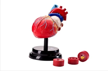 Human anatomic heart skeleton anatomical anatomical skull model instrument crest Human deluxe set of tools
Human anatomic heart skeleton anatomical anatomical skull model instrument crest Human deluxe set of tools