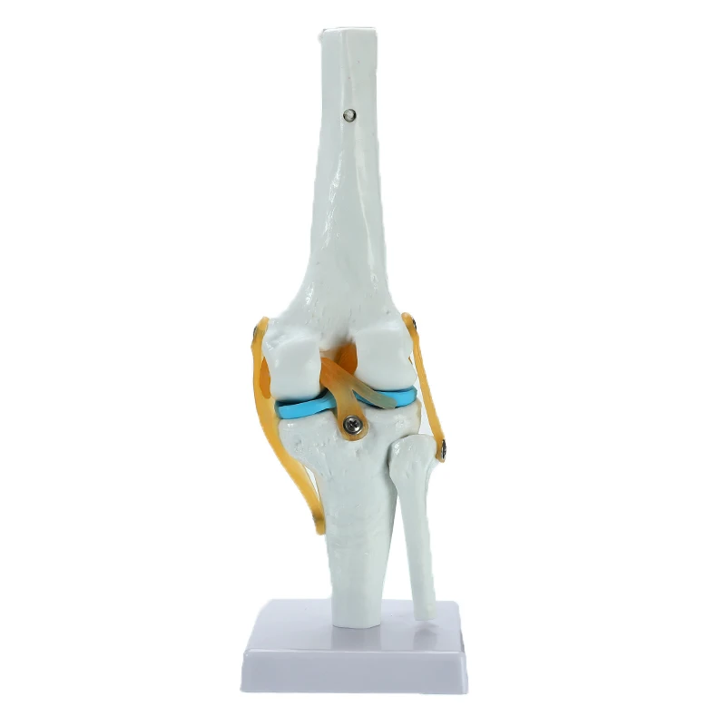 Human Knee Joint Anatomy Models Skeleton Model with Ligaments Joint Model Medical School Science Teaching Supplies 
Human Knee Joint Anatomy Models Skeleton Model with Ligaments Joint Model Medical School Science Teaching Supplies