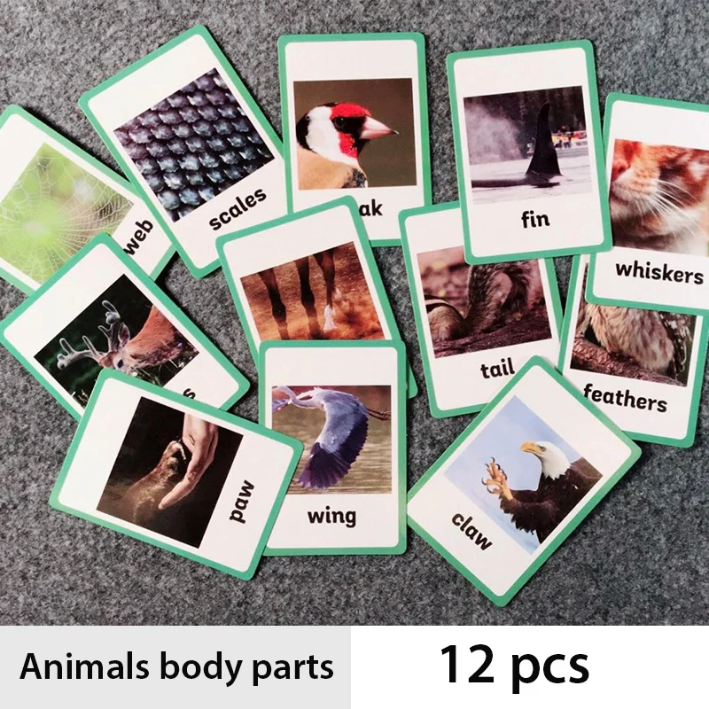 12Pcs/Set Animals Body Parts Kids Montessori English Word Card Learning Card Early Educational Toys For Children Flash Cards
12Pcs/Set Animals Body Parts Kids Montessori English Word Card Learning Card Early Educational Toys For Children Flash Cards